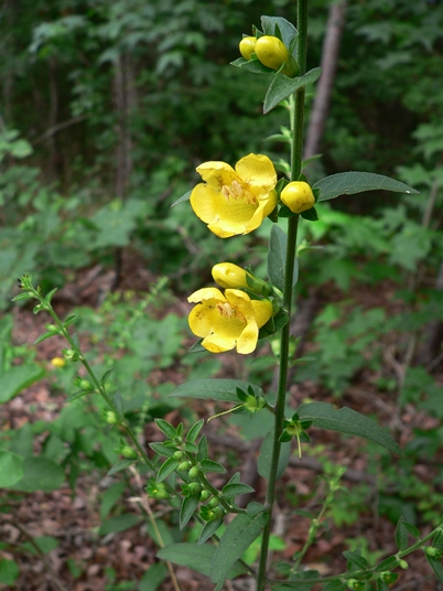 {Aureolaria virginica}